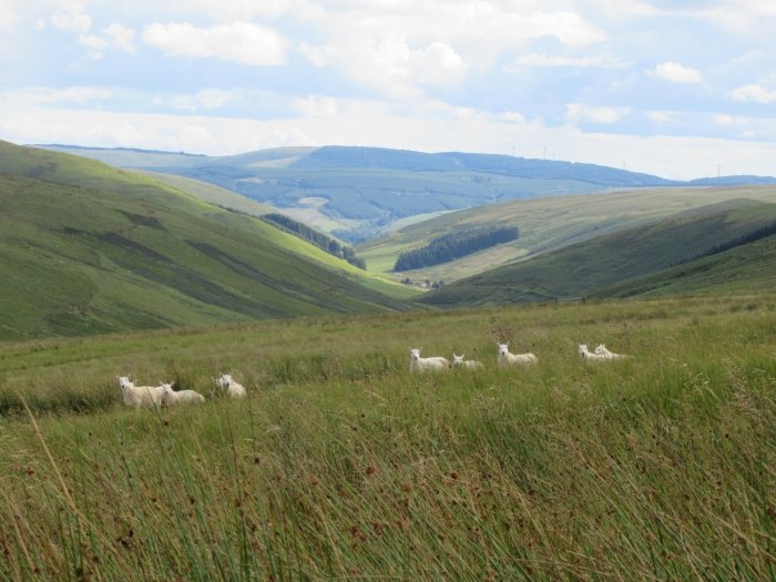 Cheviots In The Meggat Valley 2 Copy